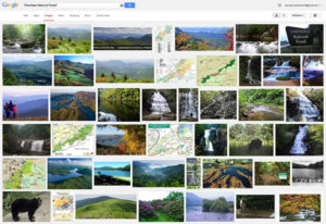 google-cherokee-national-forest-on-a-rainy-day